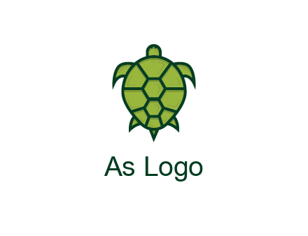 top view of turtle
