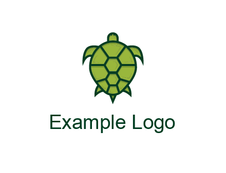 top view of turtle