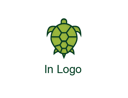 top view of turtle